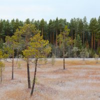 Нарымские болота :: Сергей Никифоров