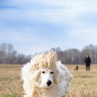 на забеге :: Константин 