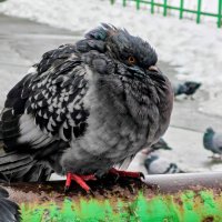 Замерз :: Dmitry i Mary S