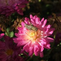 Не в траве и не зеленый ^__^ :: Natali 