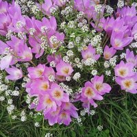 в парке :: Елена Шаламова