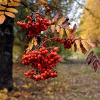 Поникшая :: Лариса Корж