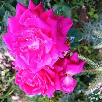 Цветы. :: Владимир Драгунский