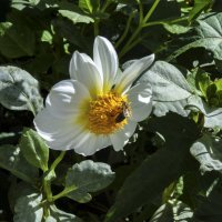 Белая  георгина :: Валентин Семчишин