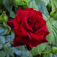 Алая роза :: Валентин Семчишин Алая роза :: Валентин Семчишин