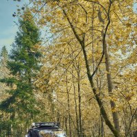 Отличный транспорт для фотографа в лесу) :: Андрей Город