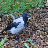 Ворона :: Рита Симонова