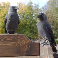 Галки в туристической зоне :: Рита Симонова