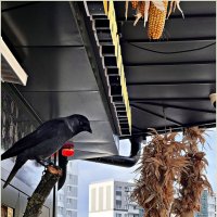 Галка у кафе. :: Валерия Комова