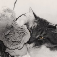 " Или я,в масштабах ваших, недостаточно красив,?" :: LudMila " Или я,в масштабах ваших, недостаточно красив,?" :: LudMila