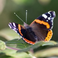 На старт... :: sorovey Sol