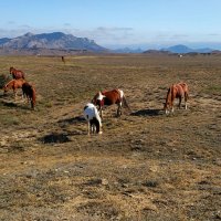 На Меганоме :: Олег Денисов
