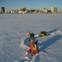 Прогулки по полям :: Anna Ivanova