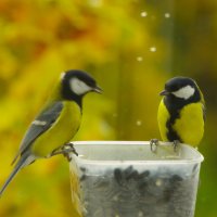 Не птицы, а люди берите... :: Юрий Куликов