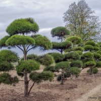 Японская сосна :: Светлана Ищенко Японская сосна :: Светлана Ищенко