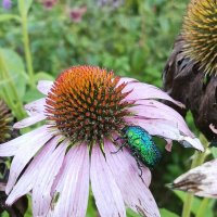 *** :: Алексей Дмитриев *** :: Алексей Дмитриев