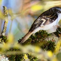 +++ :: "The Natural World" Александер