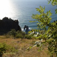 Природа Крыма :: Amazing Cosmea