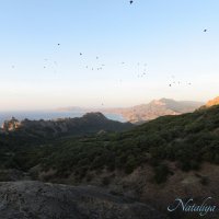 Природа Крыма :: Amazing Cosmea