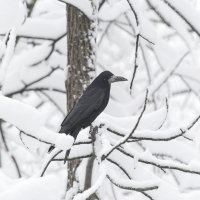 Высоко сижу, далеко гляжу :: Игорь Протасов