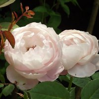 Розы :: Freddy 97