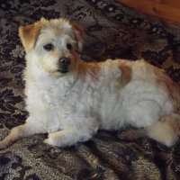 Клёпушка :: Freddy 97