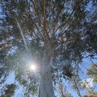 Гигантское дерево, одно из самых высоких в мире лиственных :: Александр Деревяшкин