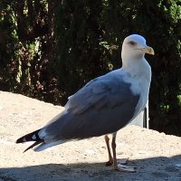 Валерий на посту. :: Галина 