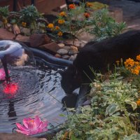 1 :: анатолий 1 :: анатолий