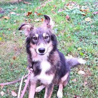 Лопоухий :: Наталья 