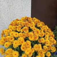 Желтые хризантемы :: Татьяна Пальчикова Желтые хризантемы :: Татьяна Пальчикова