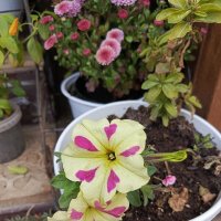 Петуния :: Татьяна Пальчикова