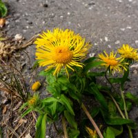 Цветы на асфальте :: Владимир Иванович