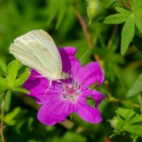 Летние радости... :: Николай Гирш Летние радости... :: Николай Гирш