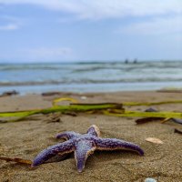Ура! Нашёл куда с неба падают ЗВЕЗДЫ!  :: Grishkov S.M.