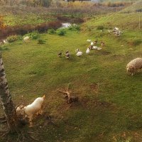 Были гусь и голубь, а теперь баран и козёл, ну и птицы тоже. :: Лилия *