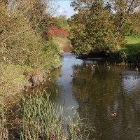 дикий мир осенью :: ИННА ПОРОХОВА