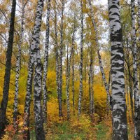 Буйство красок :: Александр Конов