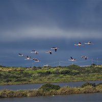 Соленые озера Фламинго ,* парк Нахаль Ха-шофет :: ujgcvbif 