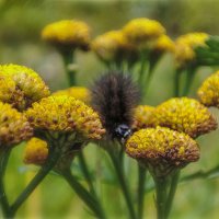 Последние (осенние) букашки 2025 . . :: AZ east3 Последние (осенние) букашки 2025 . . :: AZ east3