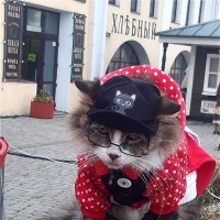 Стильный котик! :: Нина Андронова