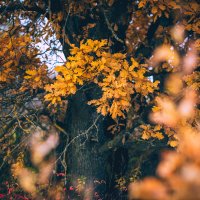 Осень такая осень. Октябрь :: Вячеслав Владимирович