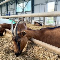 «На ферме. Коллективный портрет» :: Арина Невская