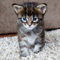 Малыш - Мейн-кун :: Владимир Звягин