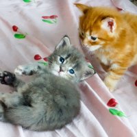 Котята породы Мейн-кун :: Владимир Звягин