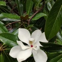 Цветок магнолии :: Евгений Васильев