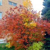 Краски октября :: Galina Solovova Краски октября :: Galina Solovova