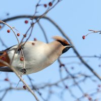 Свиристель :: Виктор Иванович Чернюк