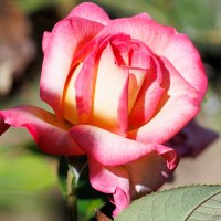 Осенние красавицы :: Светлана Тихонина