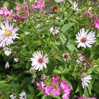 Цветы  августа - 2 :: Фотогруппа Весна